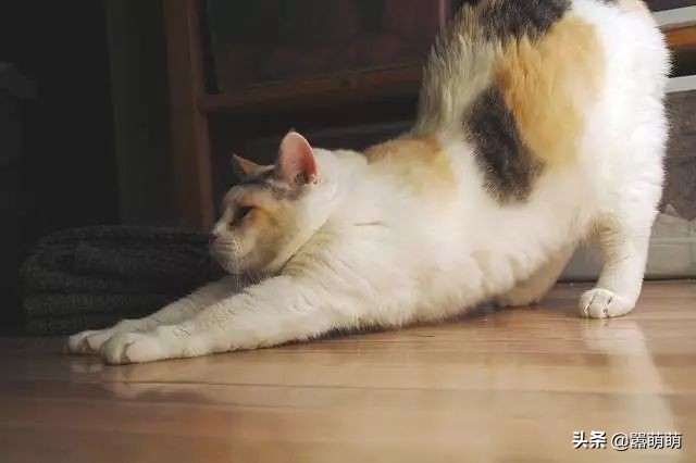 猫咪应激大小便失禁喘气怎么办,猫咪发屎疯是什么原因