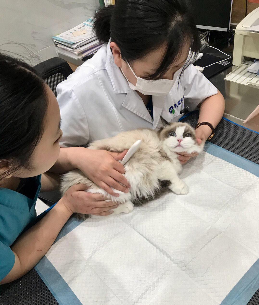 猫咪太瘦了怎么养增肥,猫咪太小太瘦了怎么办