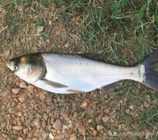 怎么让花白鲢活过两天,花白鲢在一天中进食的最佳时机