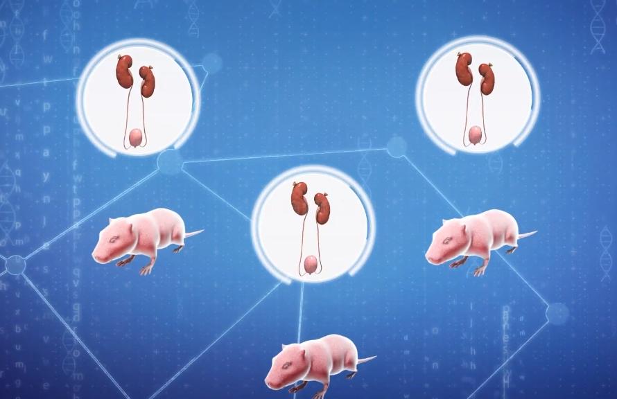 人造人体所有器官未来有可能吗,人造器官心肝脾肺肾脏