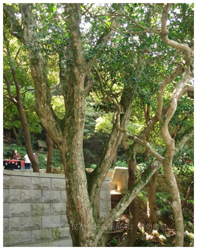 太阳系算大吗,太阳系和银河系大小对比图