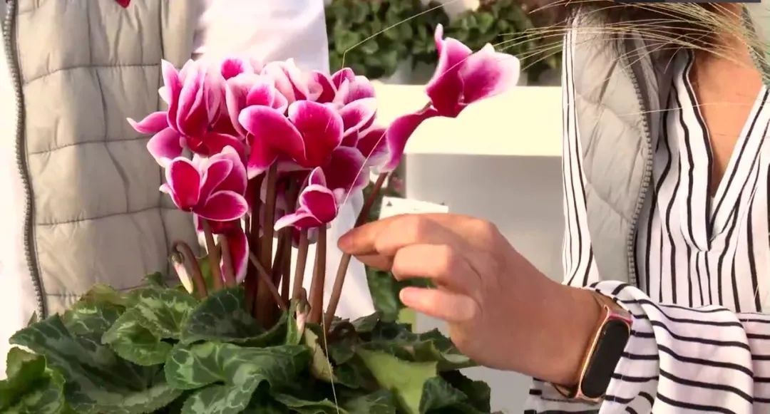 娉曞浗鑾幈灏斾粰瀹㈡潵鍝佺,鑾幈灏斾粰瀹㈡潵