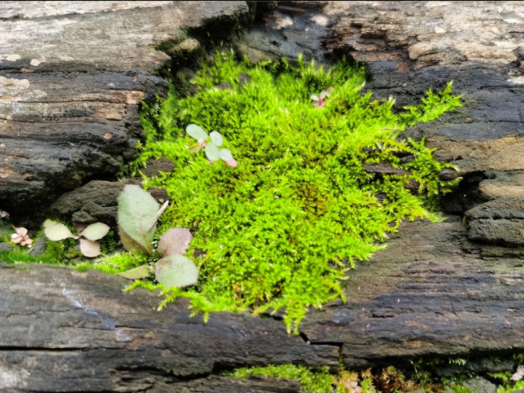 上水石可以种植什么,上水石吸水效果