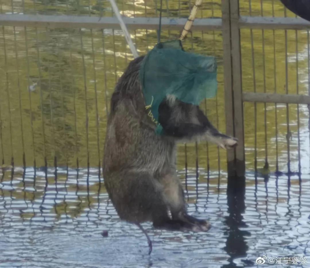 南京盐水鸭真的很好吃吗,在南京你能品尝到的小吃
