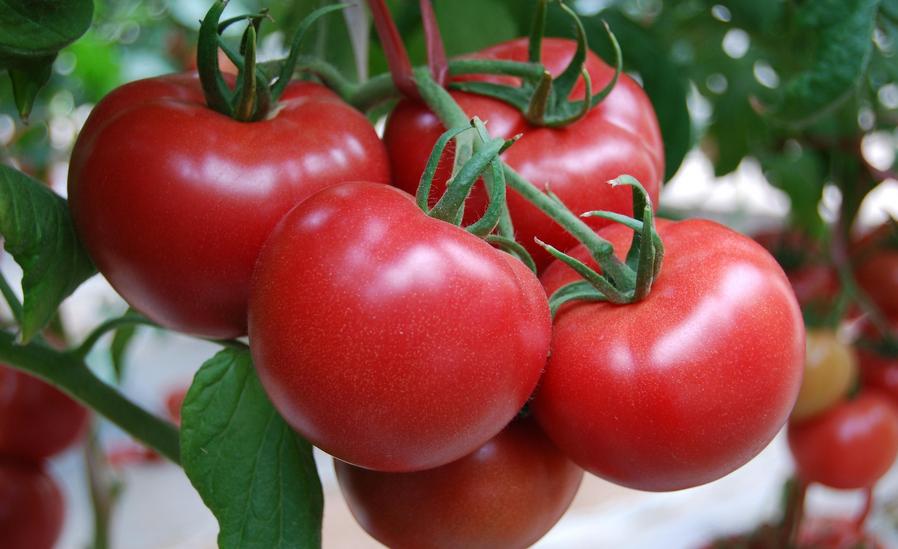 排出的大便是小球似的怎么回事,大便粪球是肠癌的征兆吗