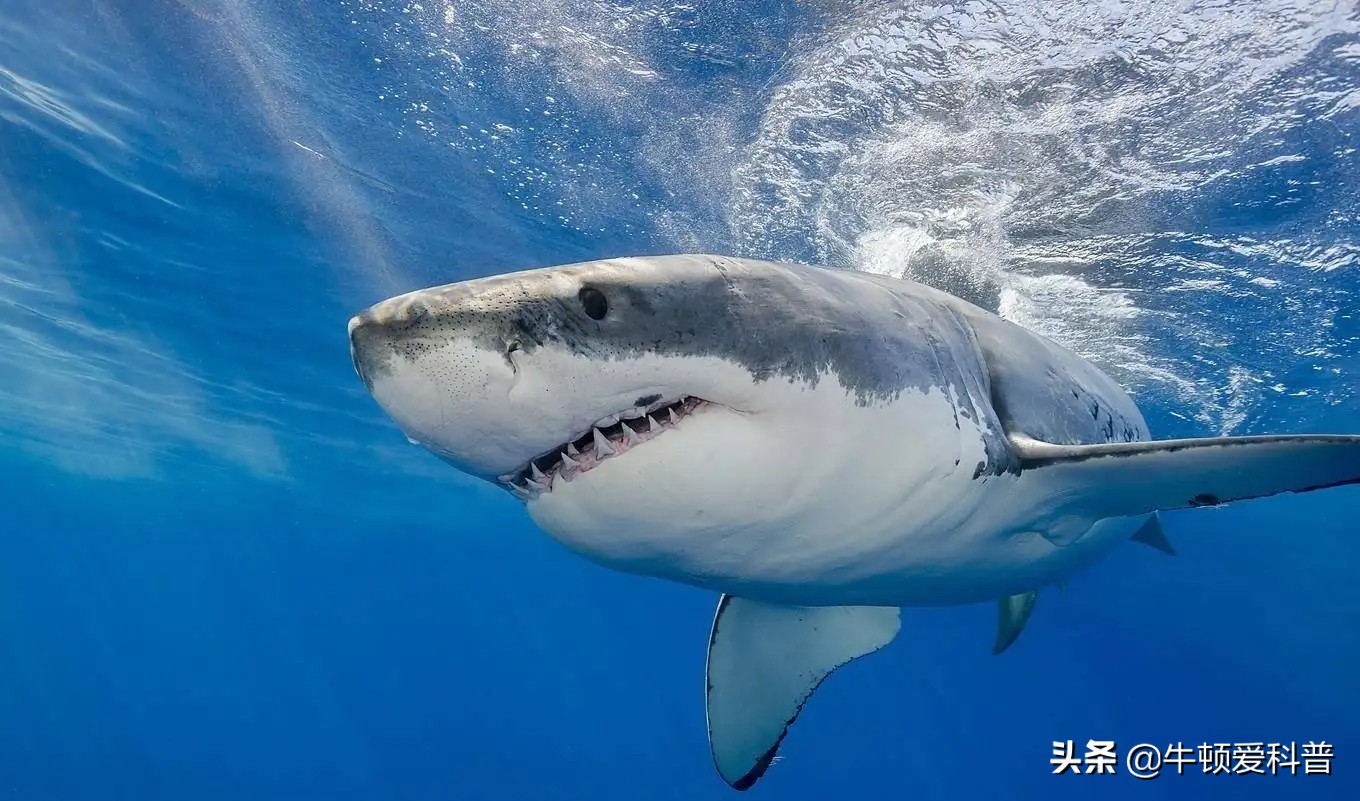 狮子的咬合力排在动物界第几,狮子咬合力最高多少