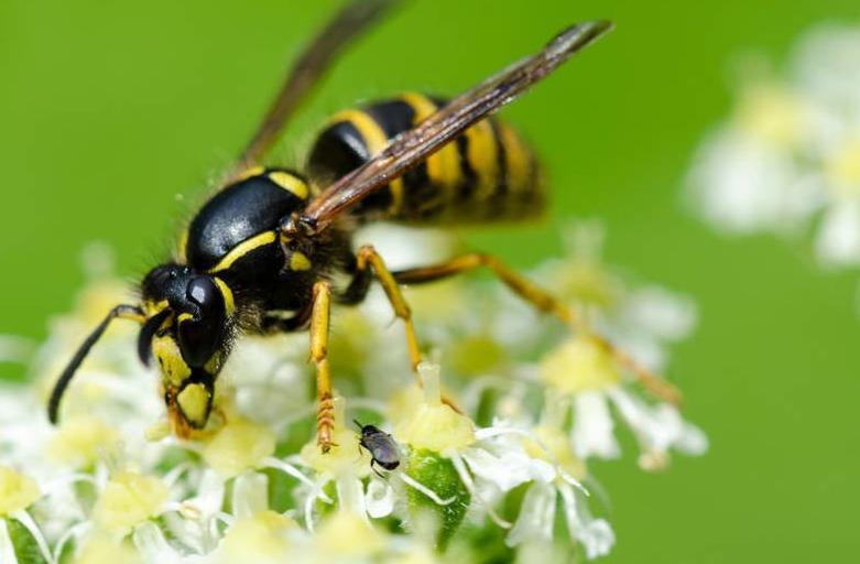 窗户有马蜂窝风水说法,窗户外有马蜂窝风水怎么说