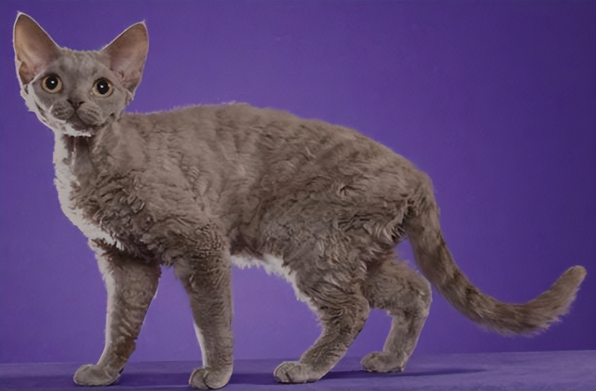 纯种猫咪有哪些颜色,纯种宠物猫有哪些品种