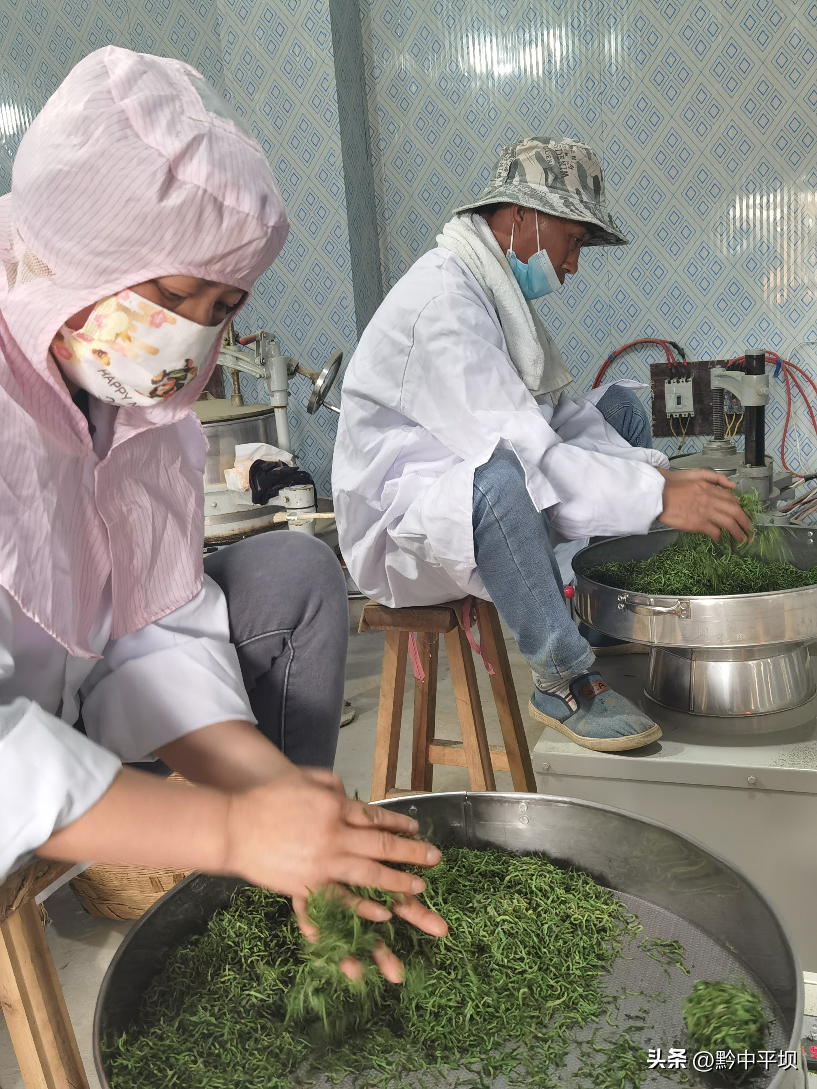 贵州茶产业发展三年行动,贵州茶产业发展后来居上