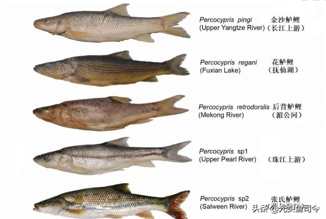 钓鱼钓到保护鱼种放了违法吗,钓鱼犯法的鱼类有哪些种类