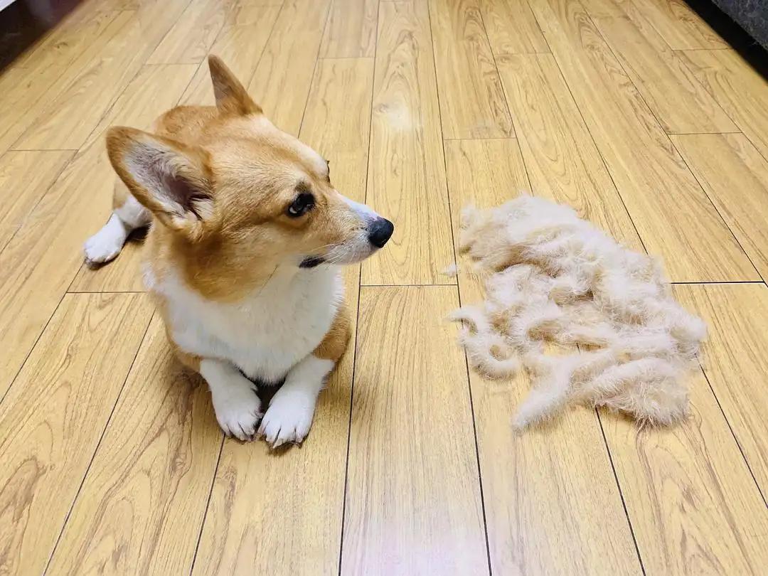 养柯基还是泰迪,养柯基还是泰迪省钱