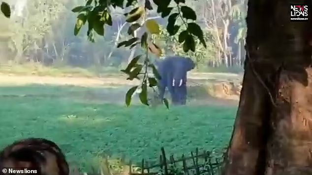 印度男子骑着大象被老虎袭击,印度男子遭豹子追击