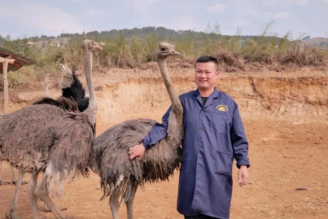 80后青年农民养殖鸵鸟,大学生回来养鸵鸟创业