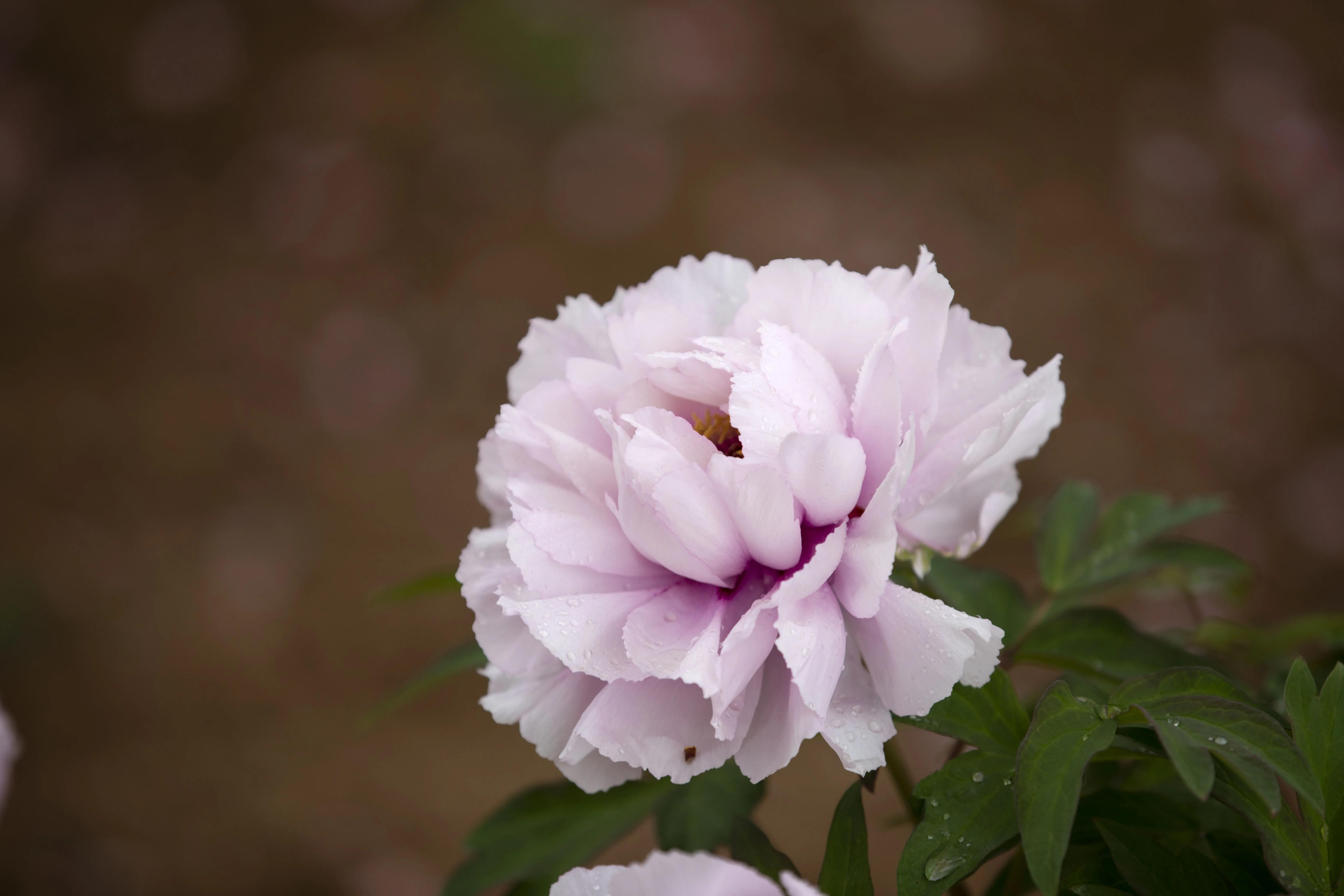 牡丹花开得雍容华贵芳香四溢,牡丹花开雍容华贵视频