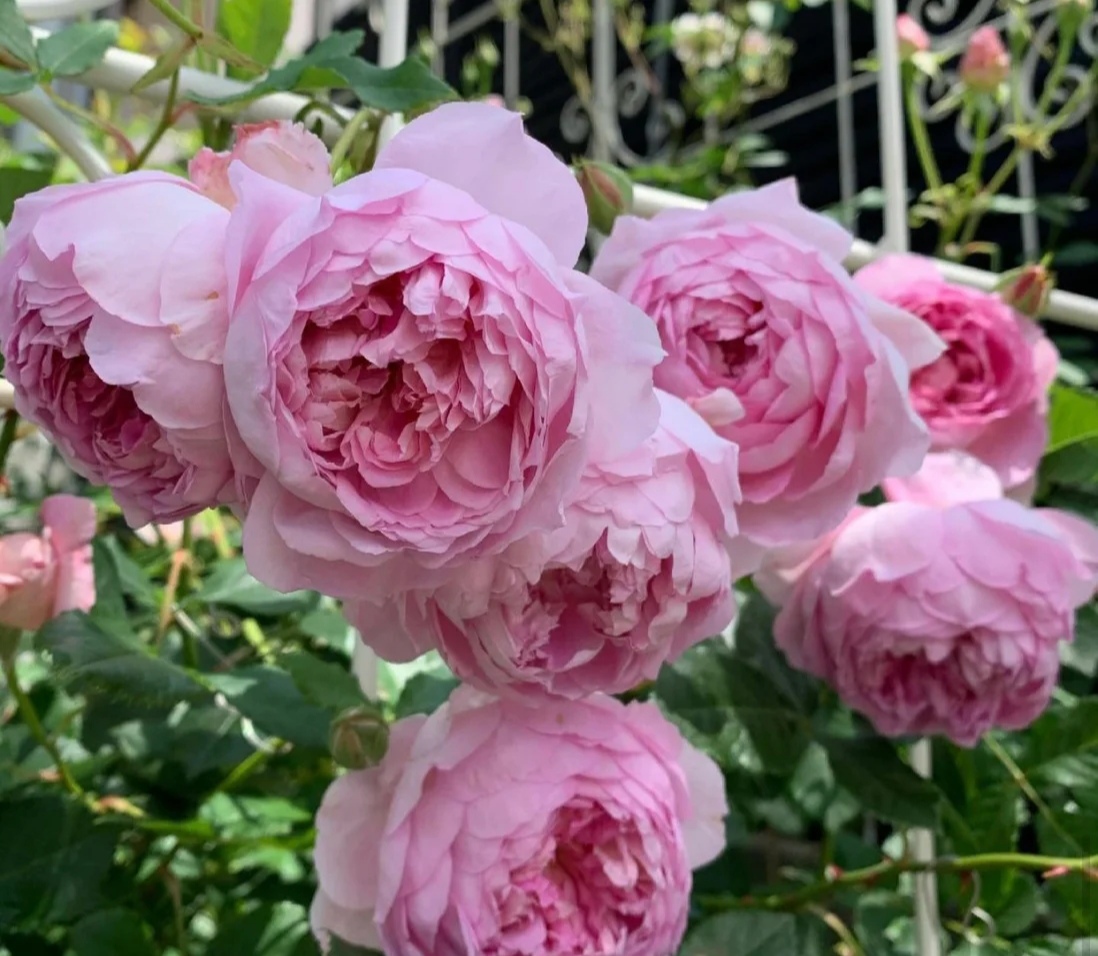 光照不足也能猛开花的藤本月季,抗病好养勤花的藤本月季品种