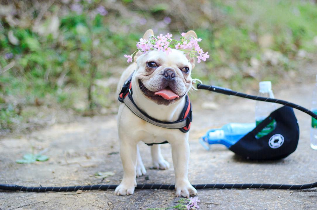 法国斗牛犬掉毛,斗牛犬最近掉毛很多是什么原因