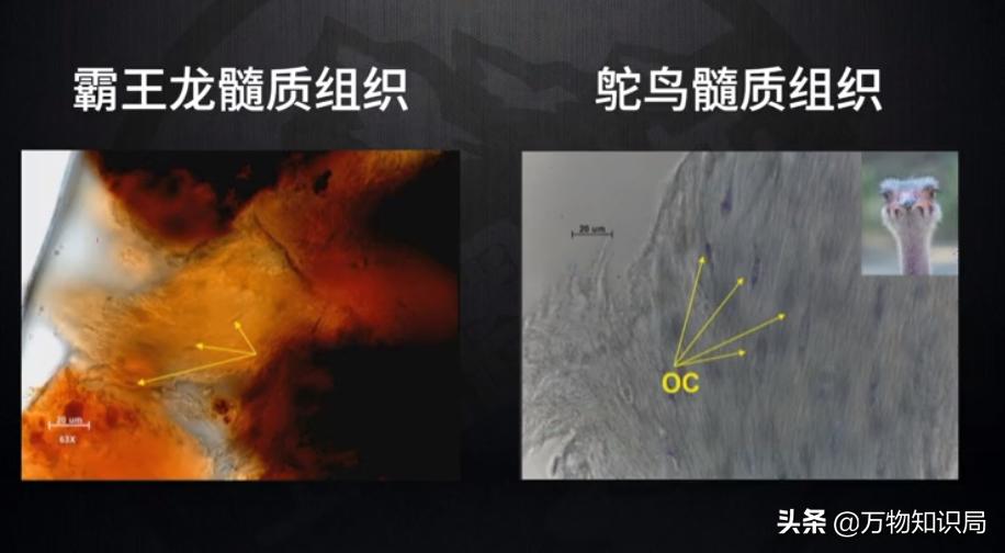 用鸡复活恐龙,用鸡的基因可以复活恐龙吗