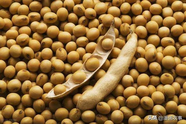 招虫子的大豆能吃了吗,大豆内的黑色小虫能吃吗