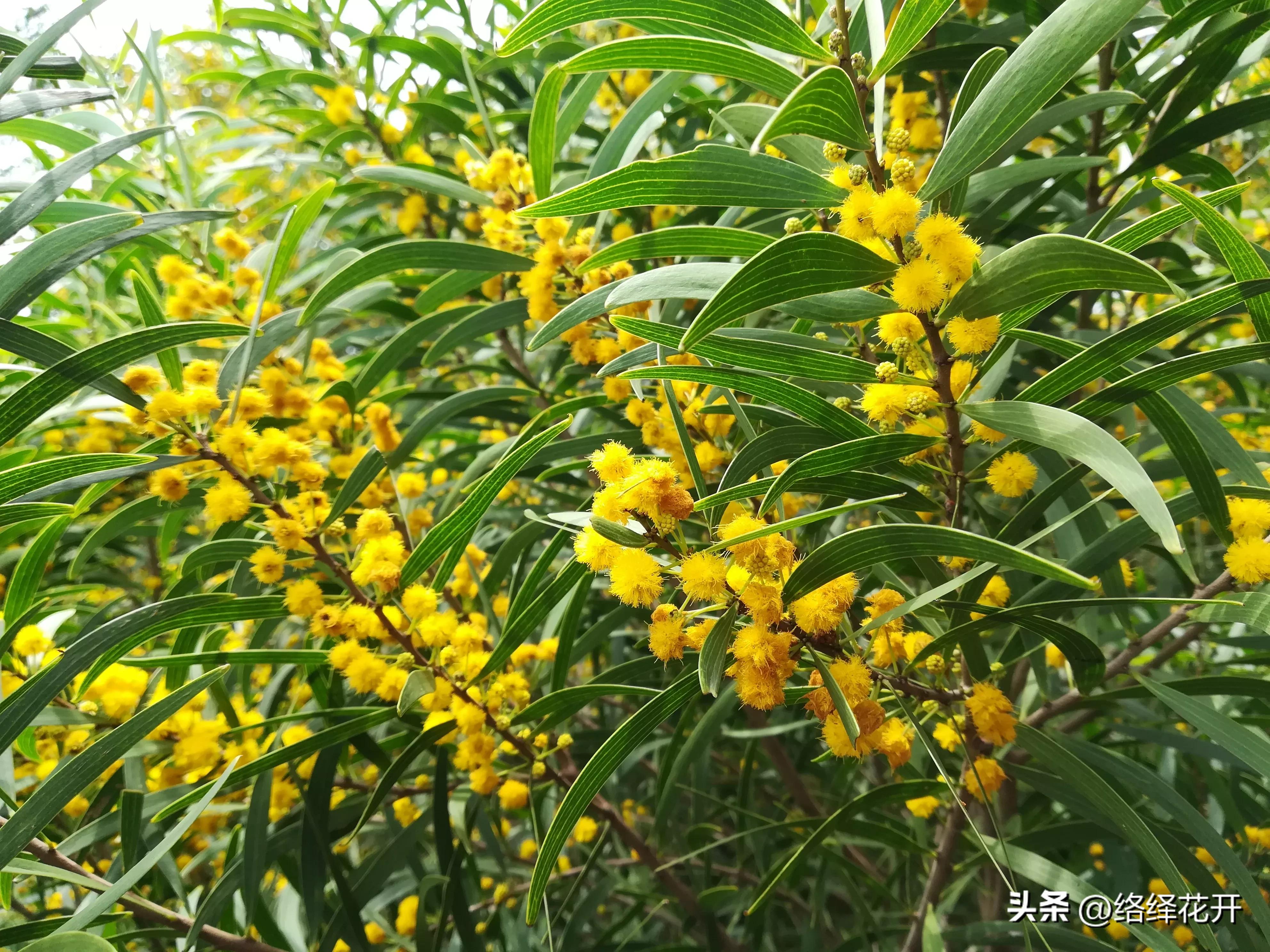 台湾相思,台湾相思花语