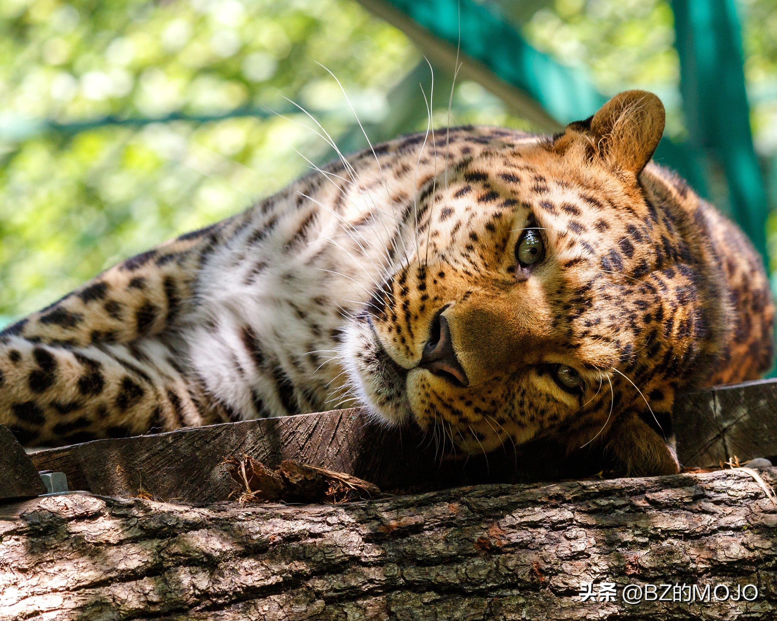 你买的奢侈品为什么那么贵,最奢侈的面料