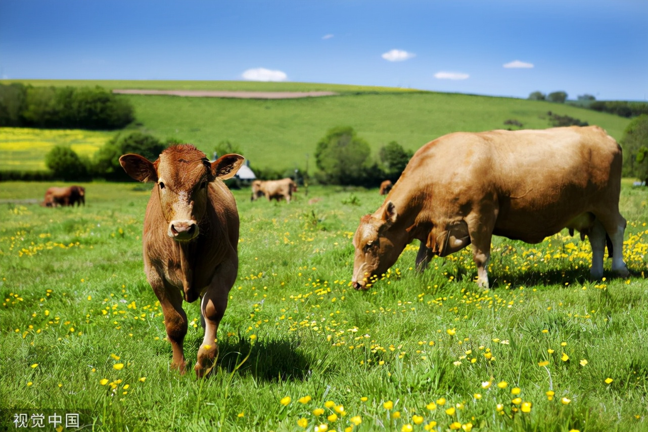 牛消化不良最快解决方法,养牛消化不良粪便干燥