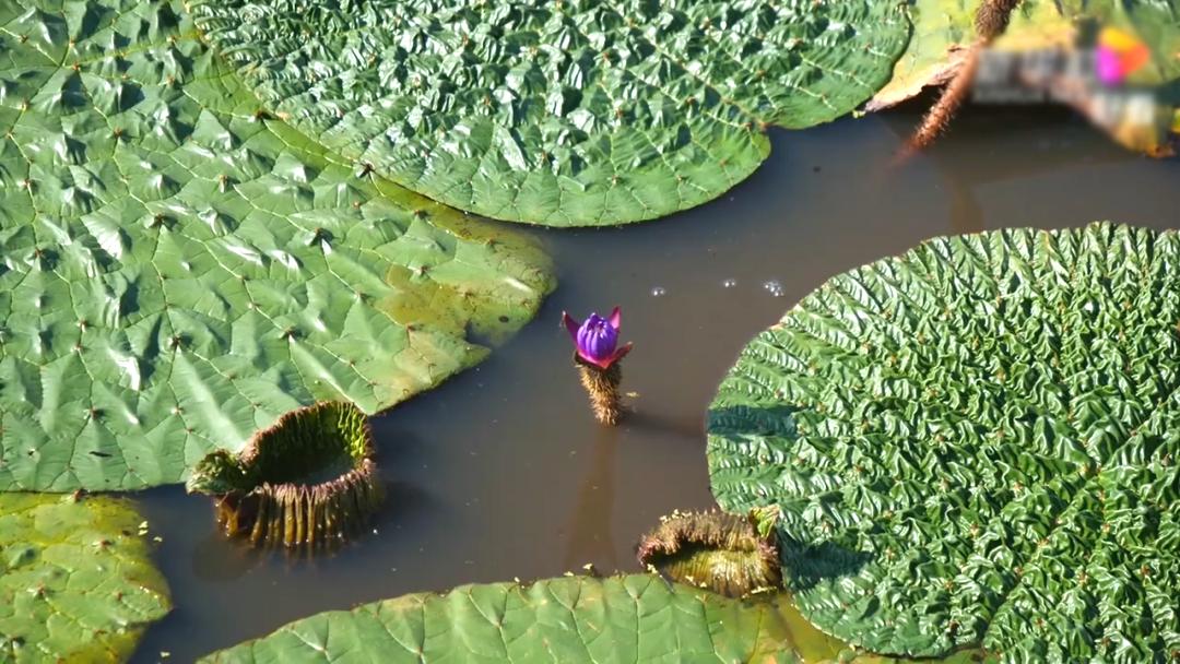 芡实怎么做着吃除湿,芡实生吃祛湿还是炒祛湿