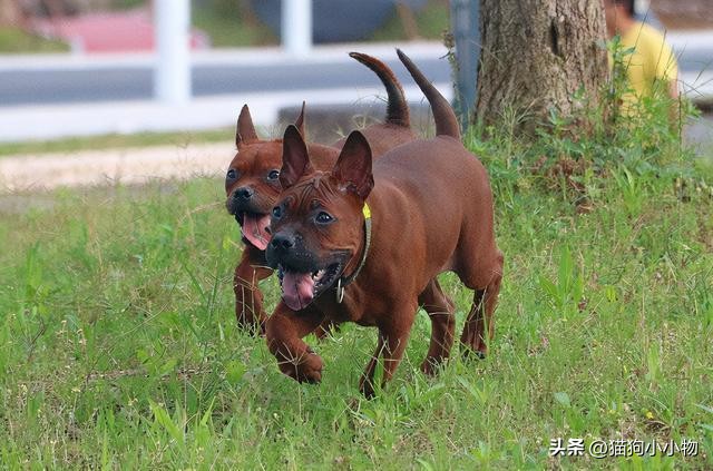 川东猎犬是中国古老犬种吗,川东猎犬可爱