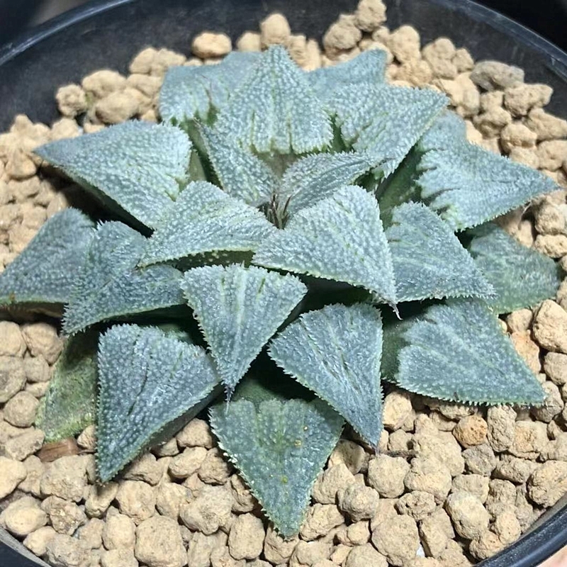 花看久了也厌了什么意思,花看腻了怎么办