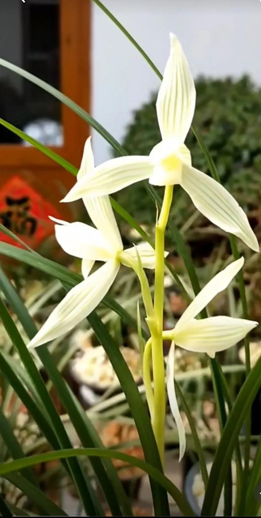 最名贵十种兰花盆景欣赏,名贵野生兰花