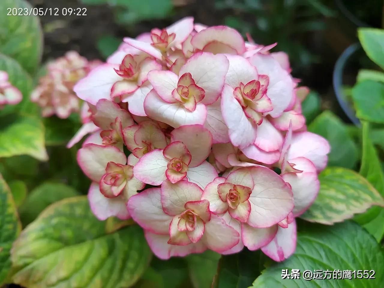 纱织小姐绣球是新老枝开花吗,绣球纱织小姐开花后的养护