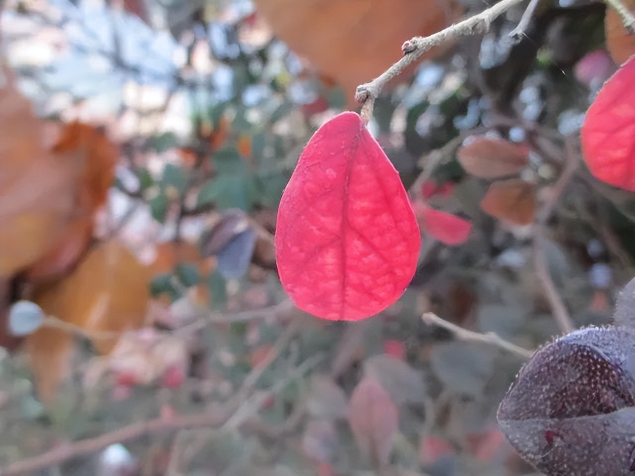 红花檵木是常年异色叶植物,红花檵木的花图片