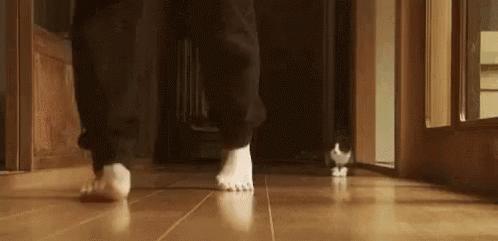 刚来的猫咪太粘人了怎么办,猫咪很黏主人是什么原因