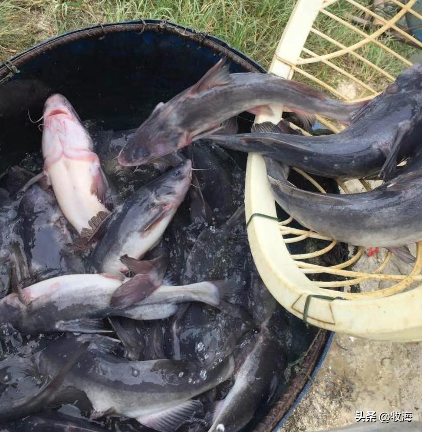 江团鱼一年能长多少,人工养殖的江鱼有哪些