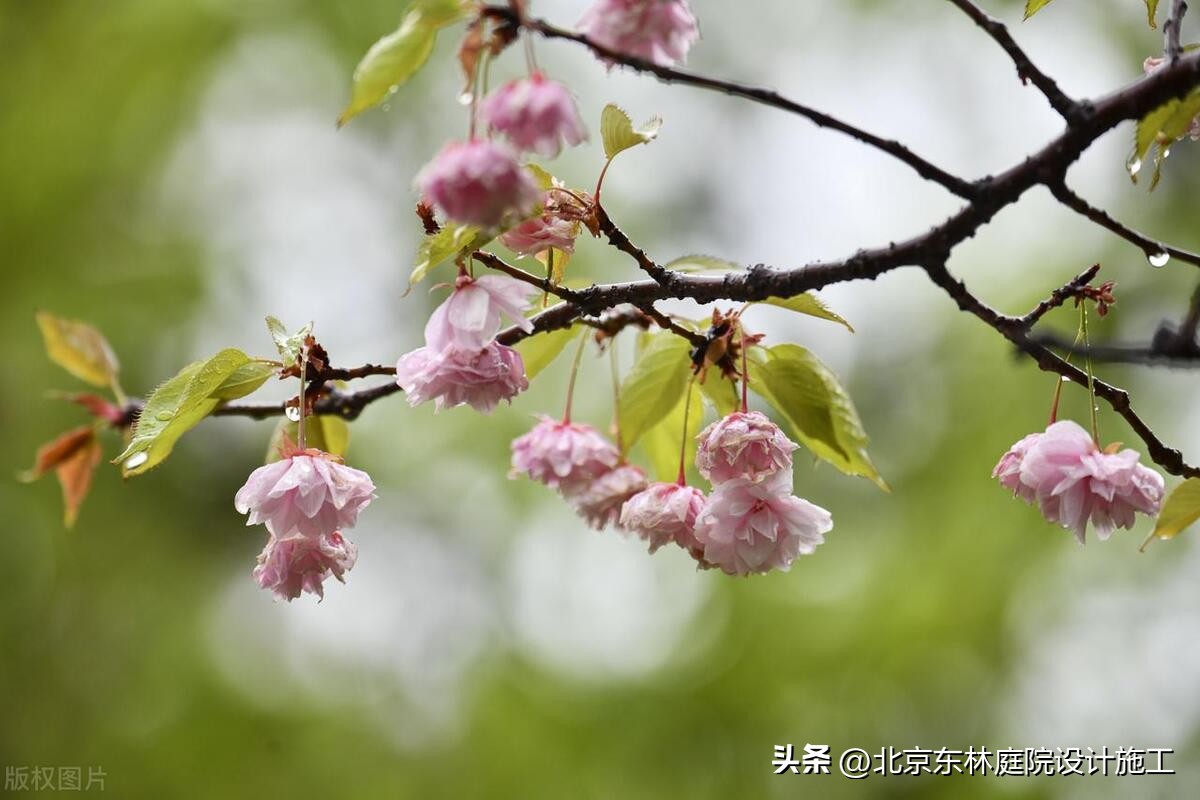 雨天怎么给植物光照,下雨天如何帮植物挡雨