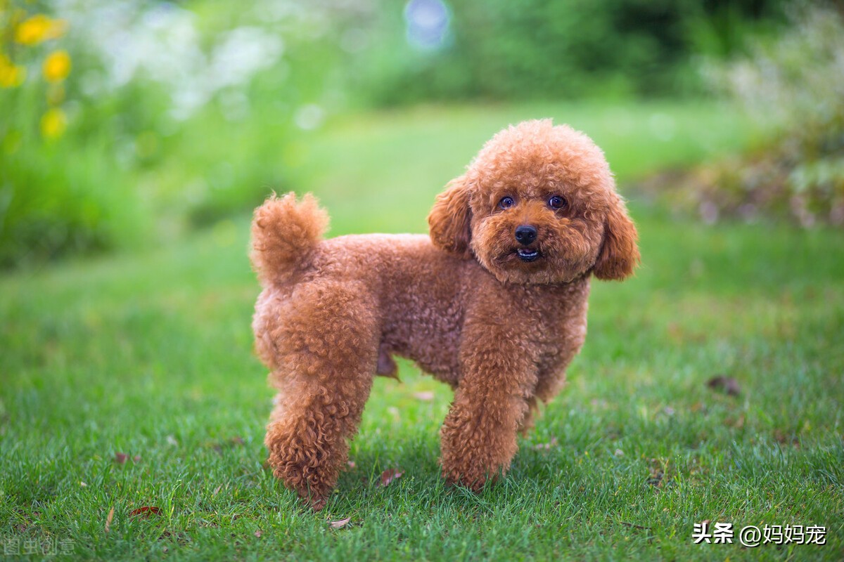 泰迪多少钱一斤,泰迪品种价格最便宜多少钱