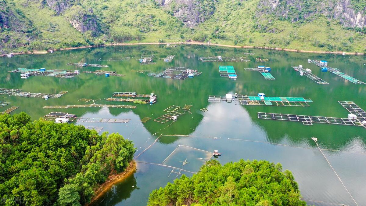 长江鱼类数量增多,长江鱼类目前现状