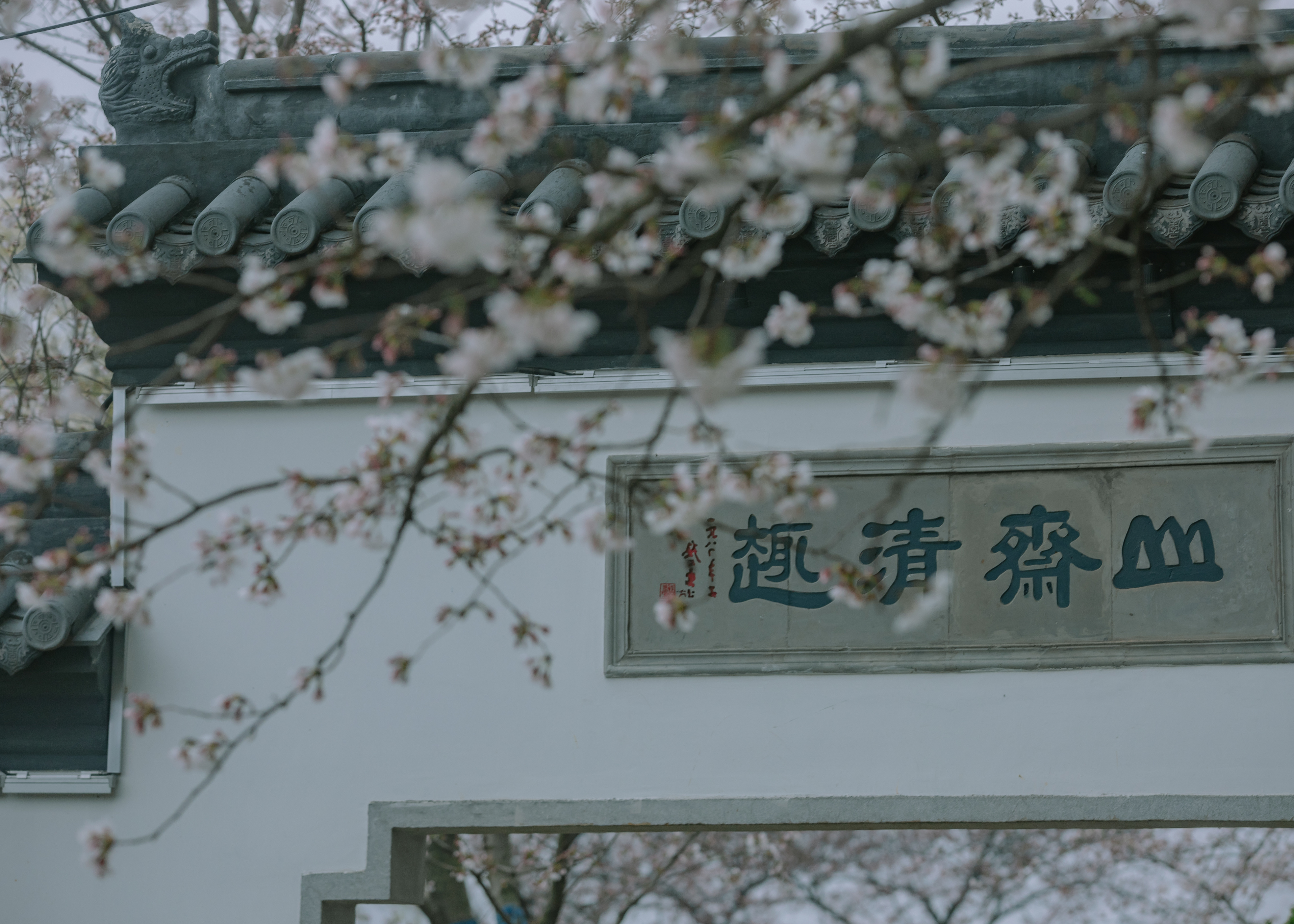 鼋头渚樱花盛宴比日本更令人沉醉,太湖鼋头渚樱花美如画