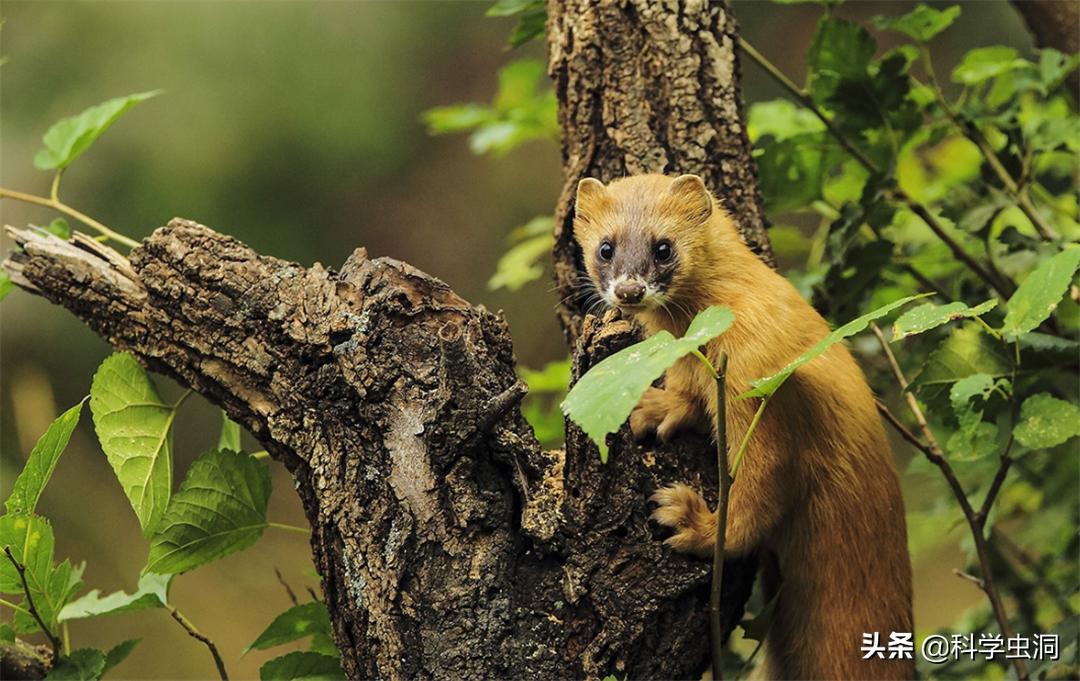 黄鼠狼讨封成精后怎么处理,黄鼠狼成精的真实现象