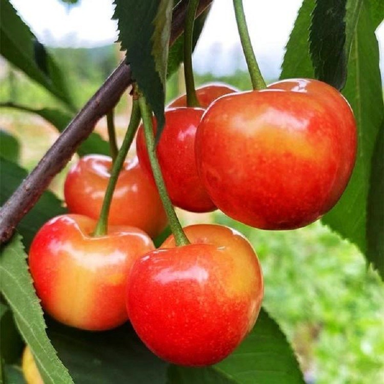 苹果和车厘子的故事,苹果和车厘子是高糖水果吗