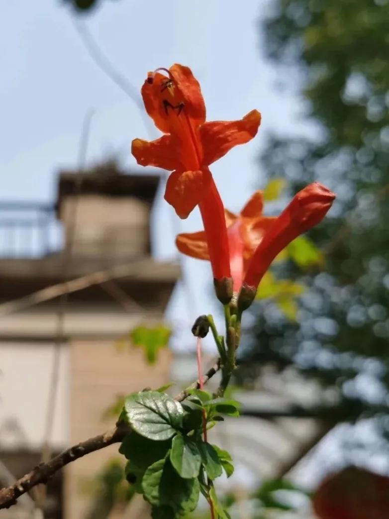 赏花旅游种什么花,春季去公园踏青上百种花让人眼花