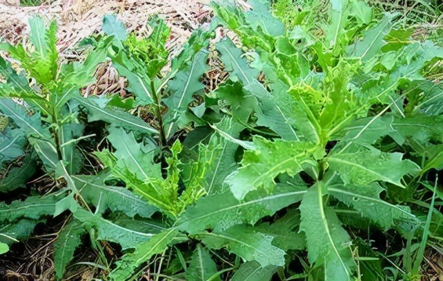 野菜100种大全,能吃的100种野菜大全