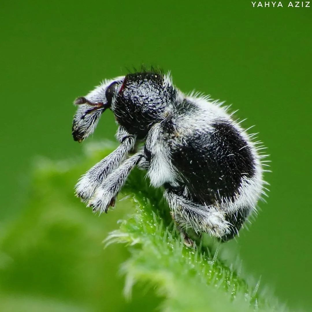 昆虫界的大熊猫有人见过吗?