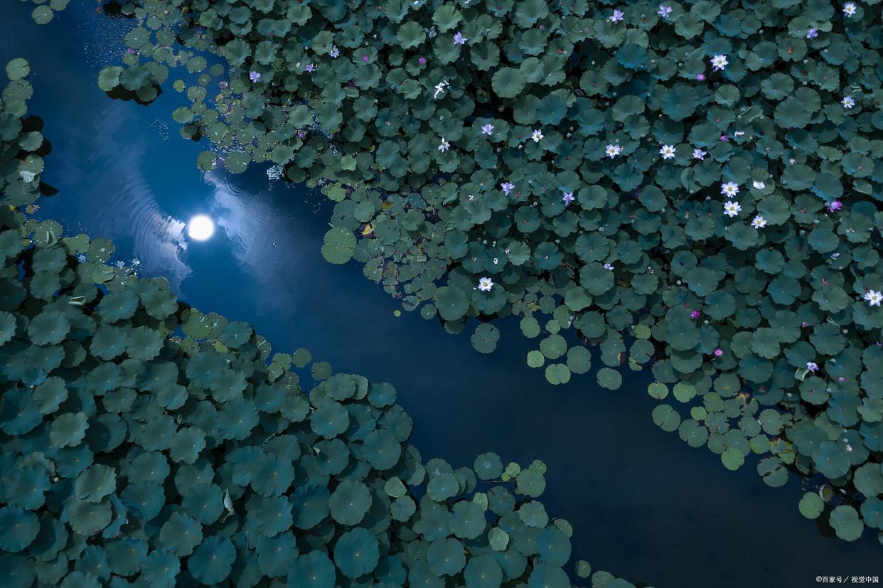 散文夏日荷花,荷花与禅意的唯美散文