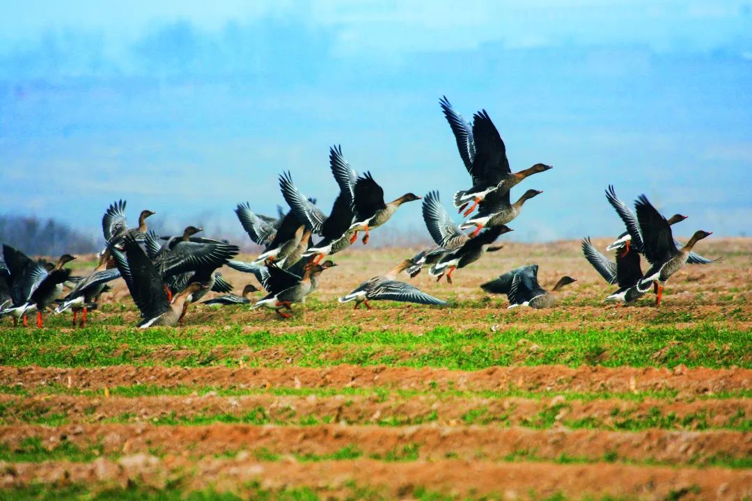 跟着“鸟王爷”去观鸟