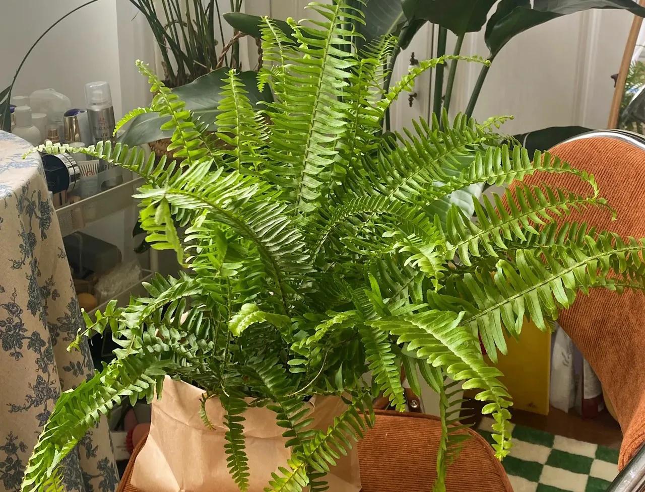 吸甲醛排行榜前十名的十种花,吸客厅甲醛最好的10种花