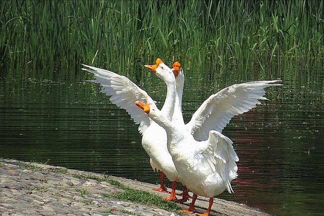 家前屋后栽蛇草真的能驱蛇吗,门前种什么草蛇会怕