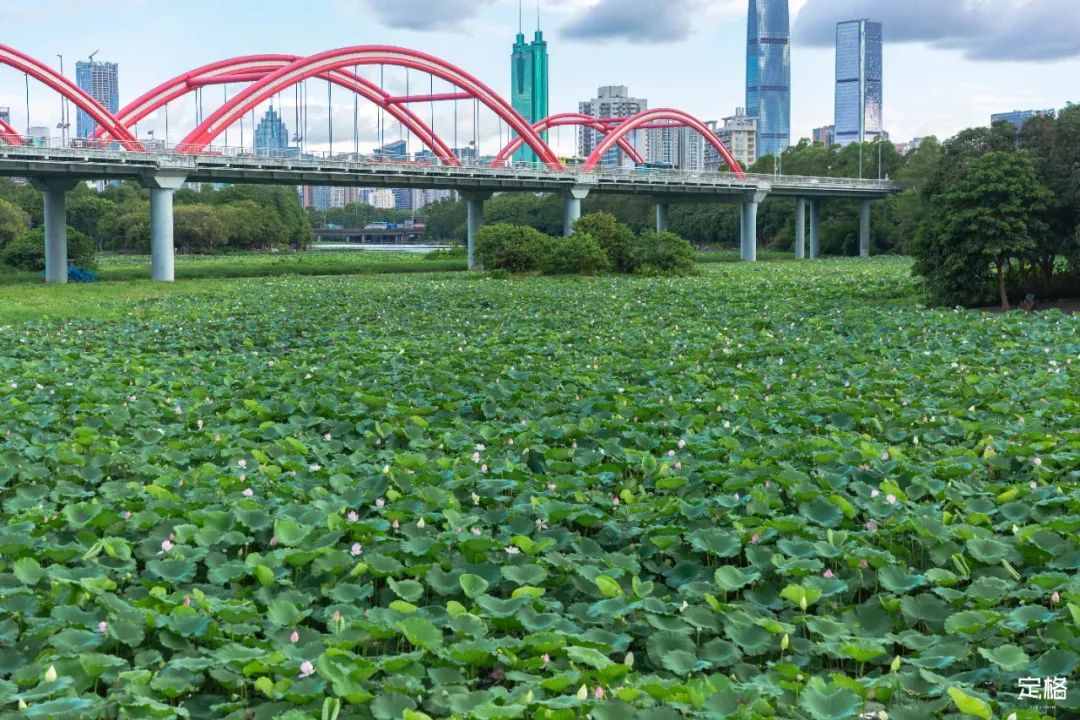 深圳3月14个赏花胜地全部免费,深圳清明节踏青赏花好去处