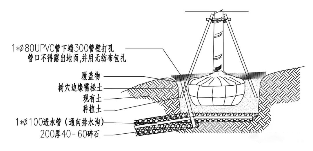 四季春一号紫荆树园林应用实例,四季春一号紫荆树行道树