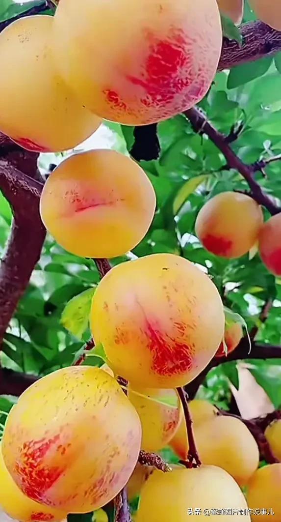 丰富美味的水果壁纸,甘甜适口的美味水果壁纸图片