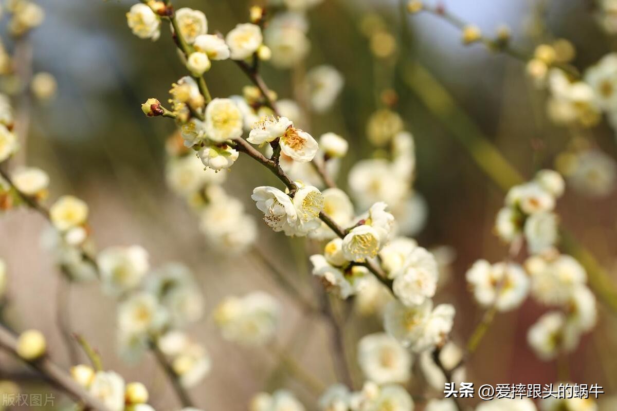 十二花神图谱完整版,工笔画十二花神欣赏